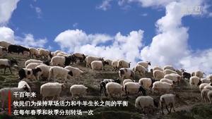 柴达木千年牧道大转场