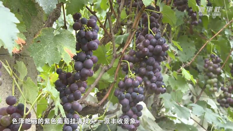 青海民和：高原葡萄迎丰收