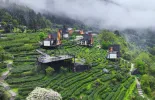 新春走基层｜“森宿”热带火赣南乡村