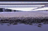 新春走基层|福建福鼎：茶乡劲吹“智造”风