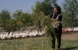 新春走基层|城里姑娘的“养鹅达人梦”
