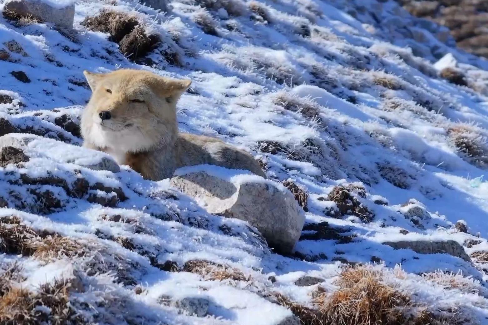雪后瓦里关山现云海奇观 “囧脸侦探”藏狐雪地觅食呆萌可爱