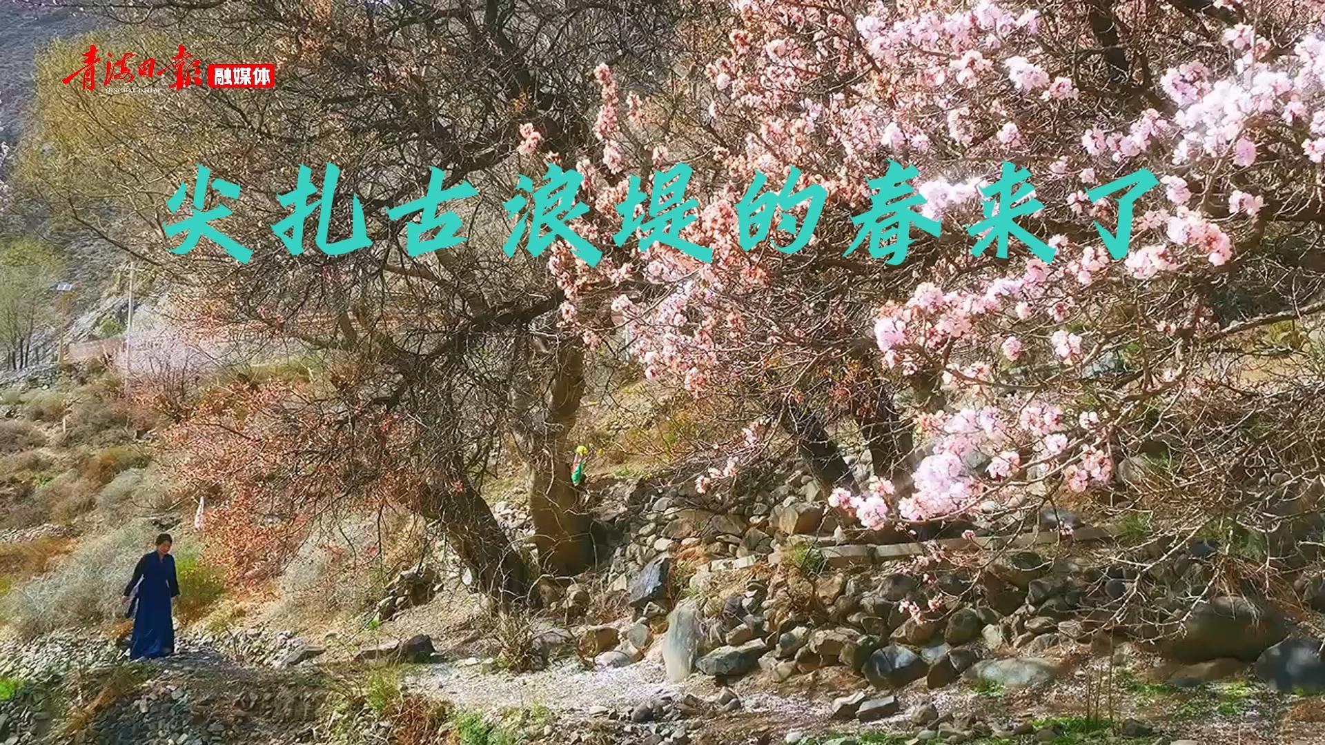 尖扎古浪堤的春来了
