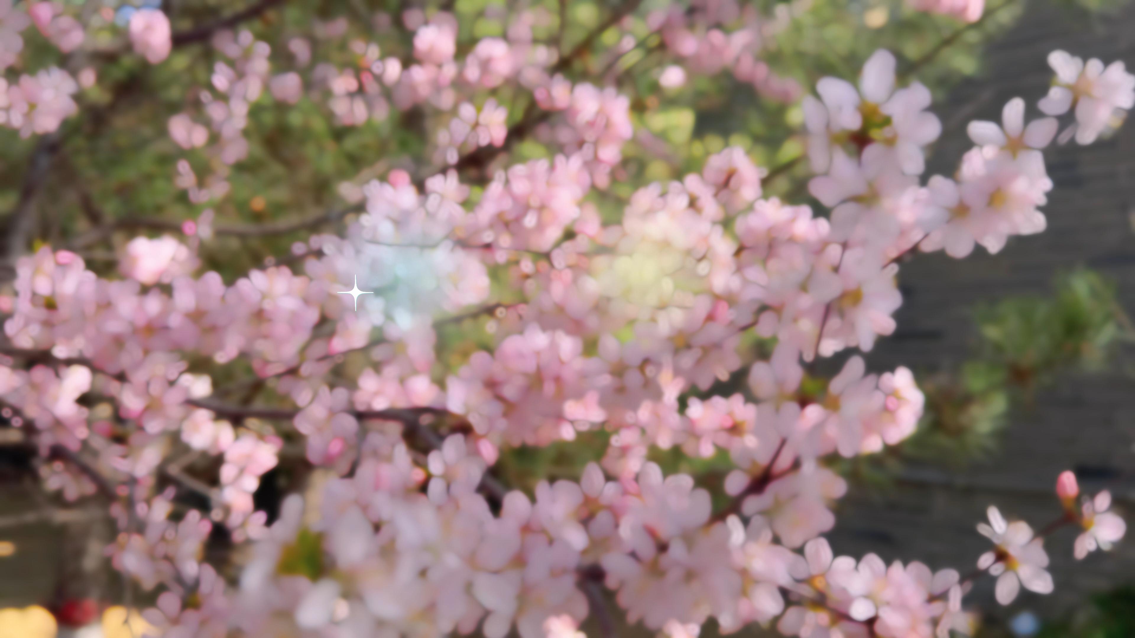 春信叩窗时 花潮漫来路