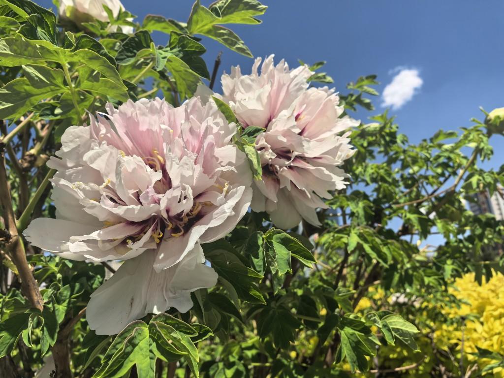 【网络中国节·小满】节气志|小满