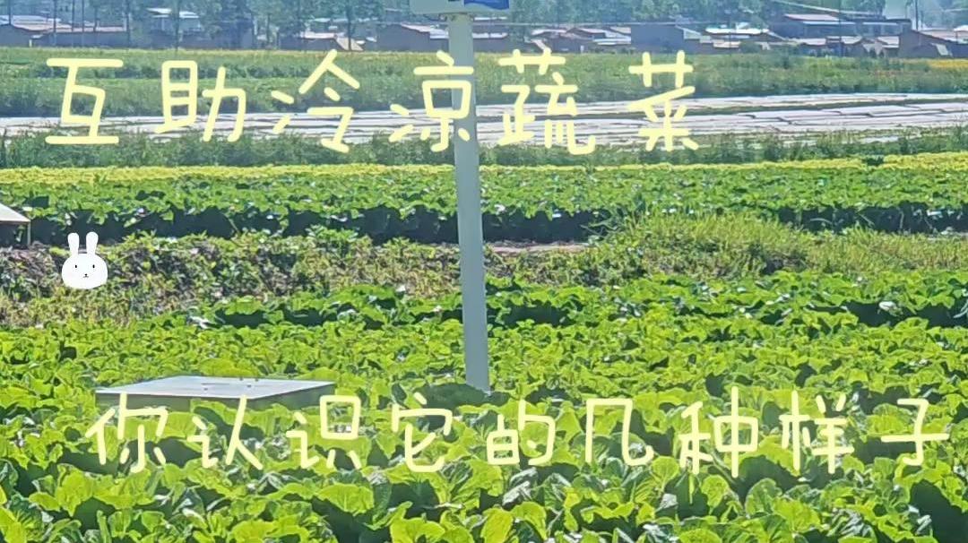 互助冷凉蔬菜 你认识它的几种样子