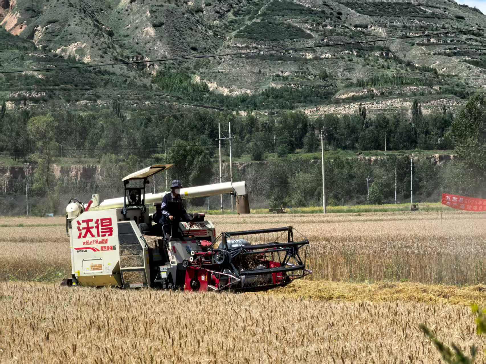 亩产近590公斤！ “互麦18号”交出优异答卷