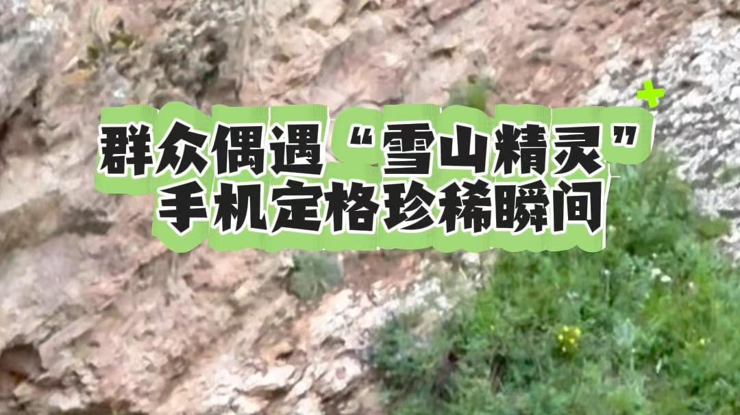 快看！雪豹在巡山