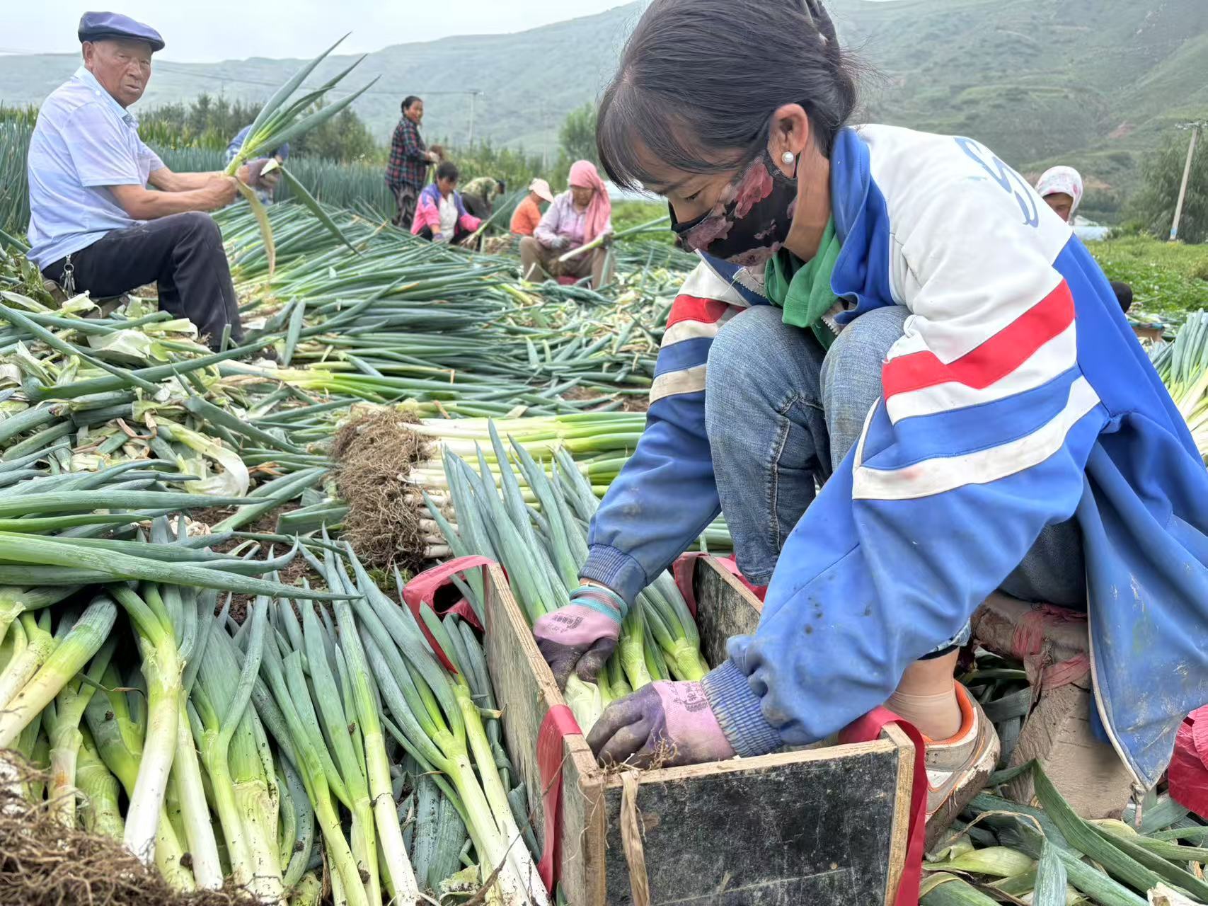 乐都“蔬菜村”：产业兴旺鼓起村民“钱袋子”
