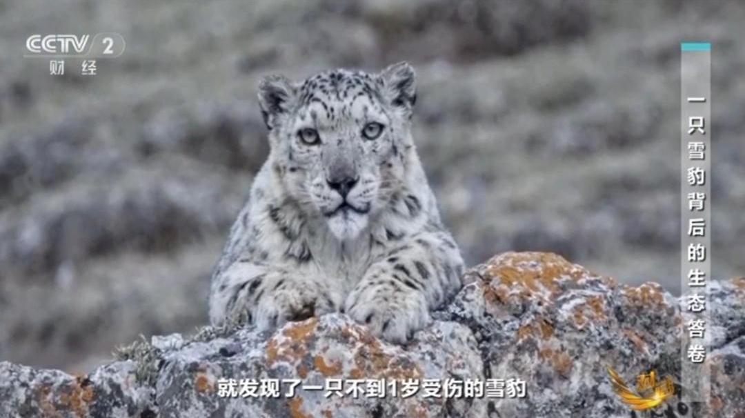 雪豹成为青海生态保护的重要象征