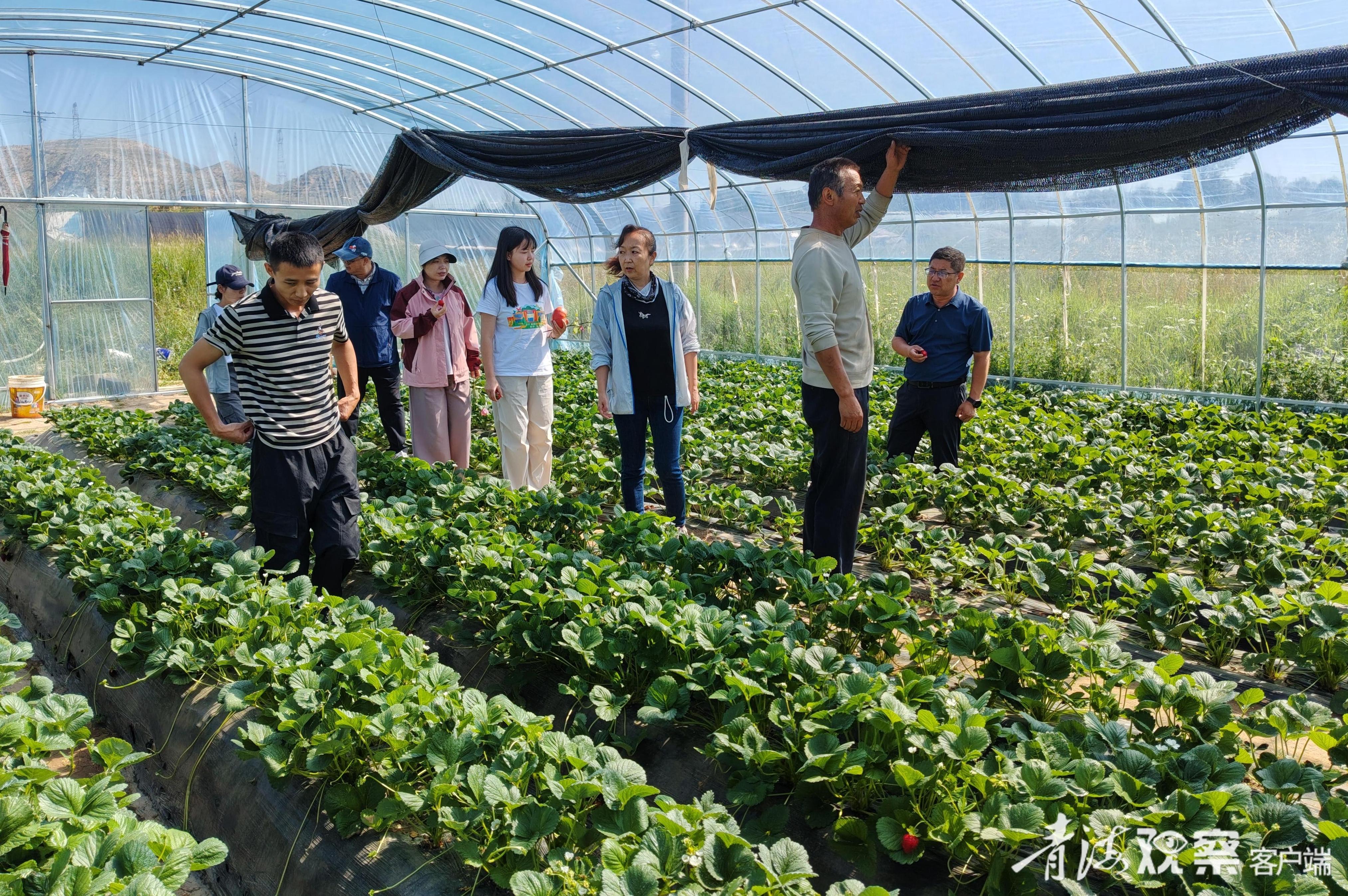见招拆招支招，农业科技特派员走进共和县田间地头