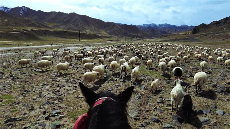 青海都兰：千年牧道迎来牛羊秋季转场