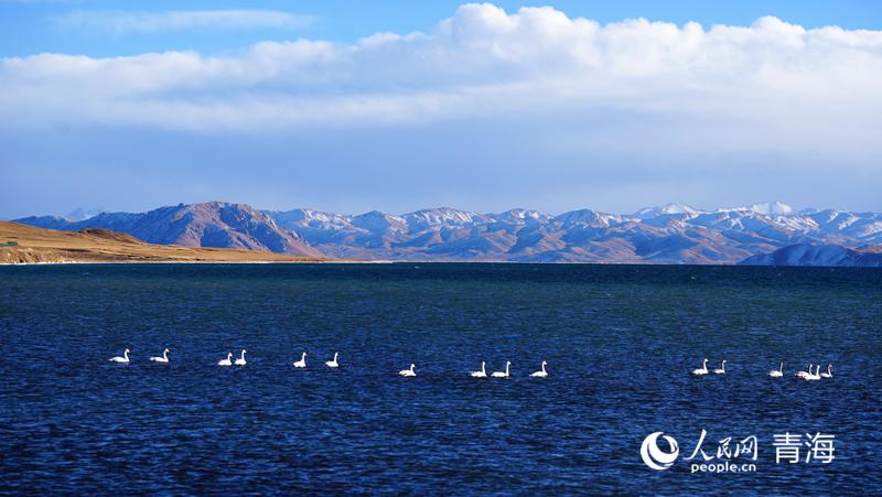 青海玛多：雪山环抱湖水蓝 天鹅蹁跹添灵动