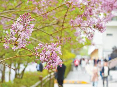 人民日报看青海|高原“绿谷” 青绿满城