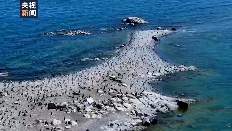 青海湖鸟岛年累计水鸟数量超60万只