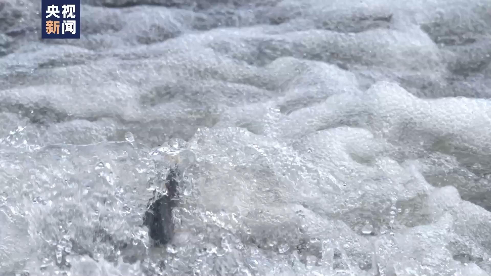 青海湖湟鱼洄游季｜“00后”解说版《动物世界》神奇动物在青海湖