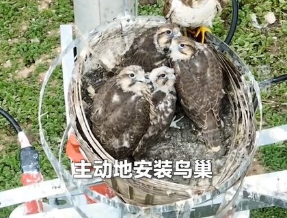 青海当地在输电塔上为鸟儿们搭起5000多个“生命鸟巢”，既守护鸟儿栖息，又保障电网安全。点赞！#2025全国两会