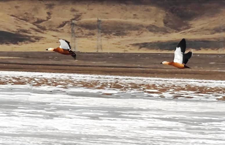 青海隆宝滩国际重要湿地迎来春天首批赤麻鸭