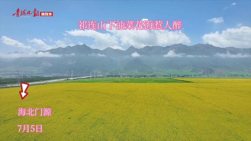 祁连山下油菜花海惹人醉