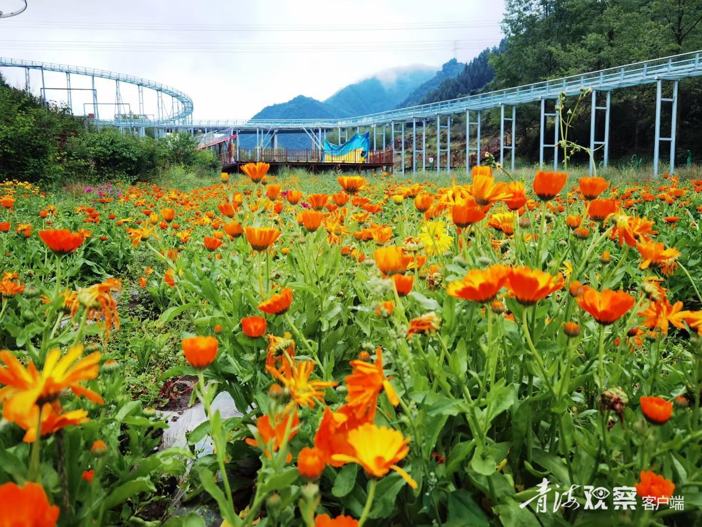 【声声慢】父亲的花园