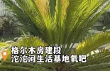 【新春走基层·致敬奋斗者】沱沱河氧吧
