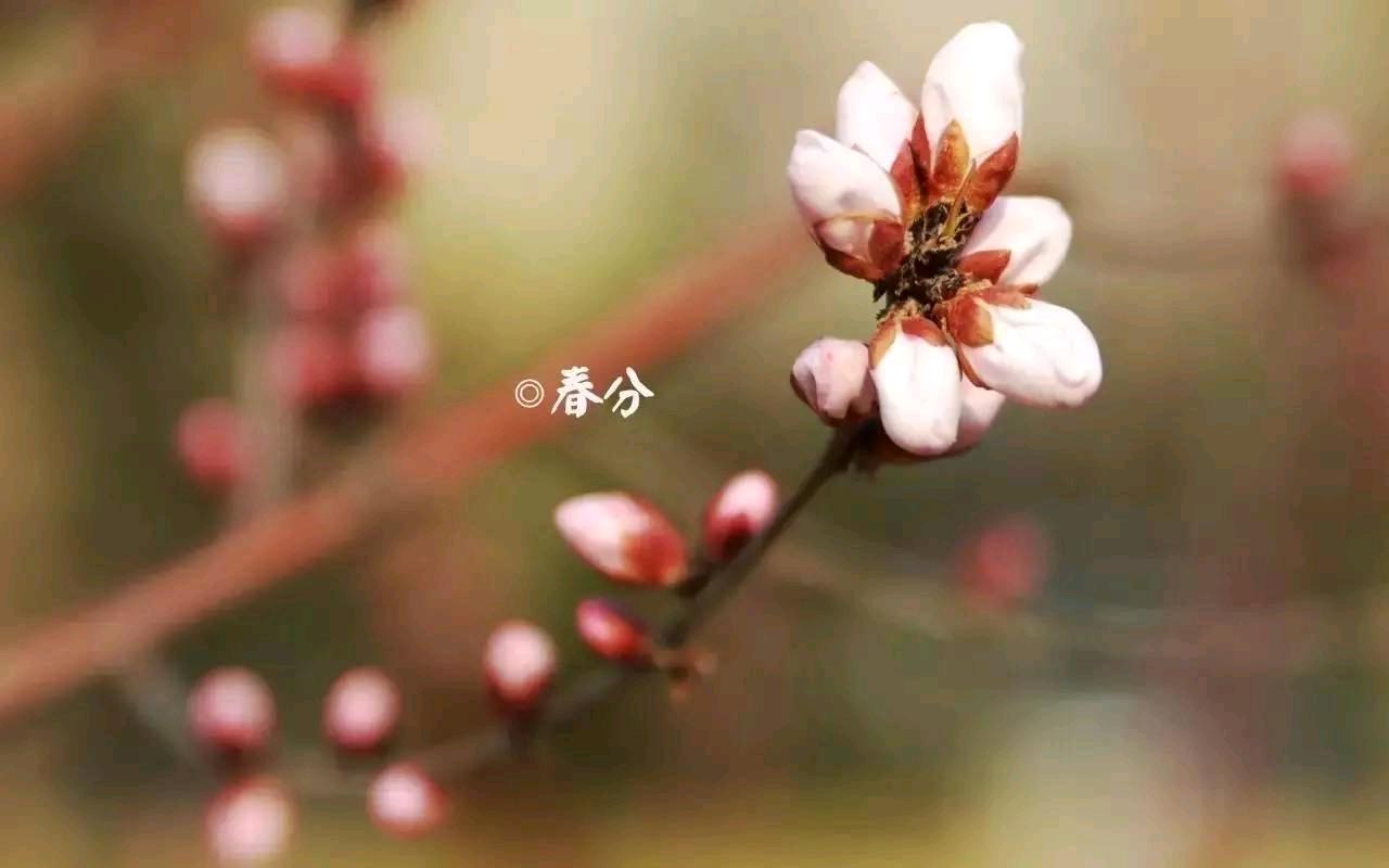 【文化中国行】【声声慢】  节气里的春天——春分