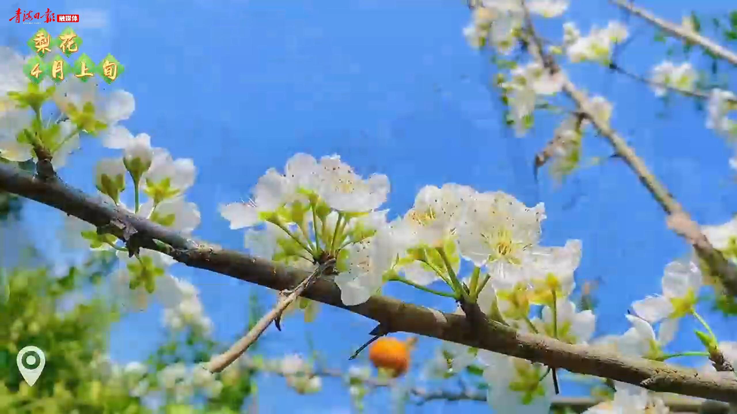 春日来信：民和花期预告
