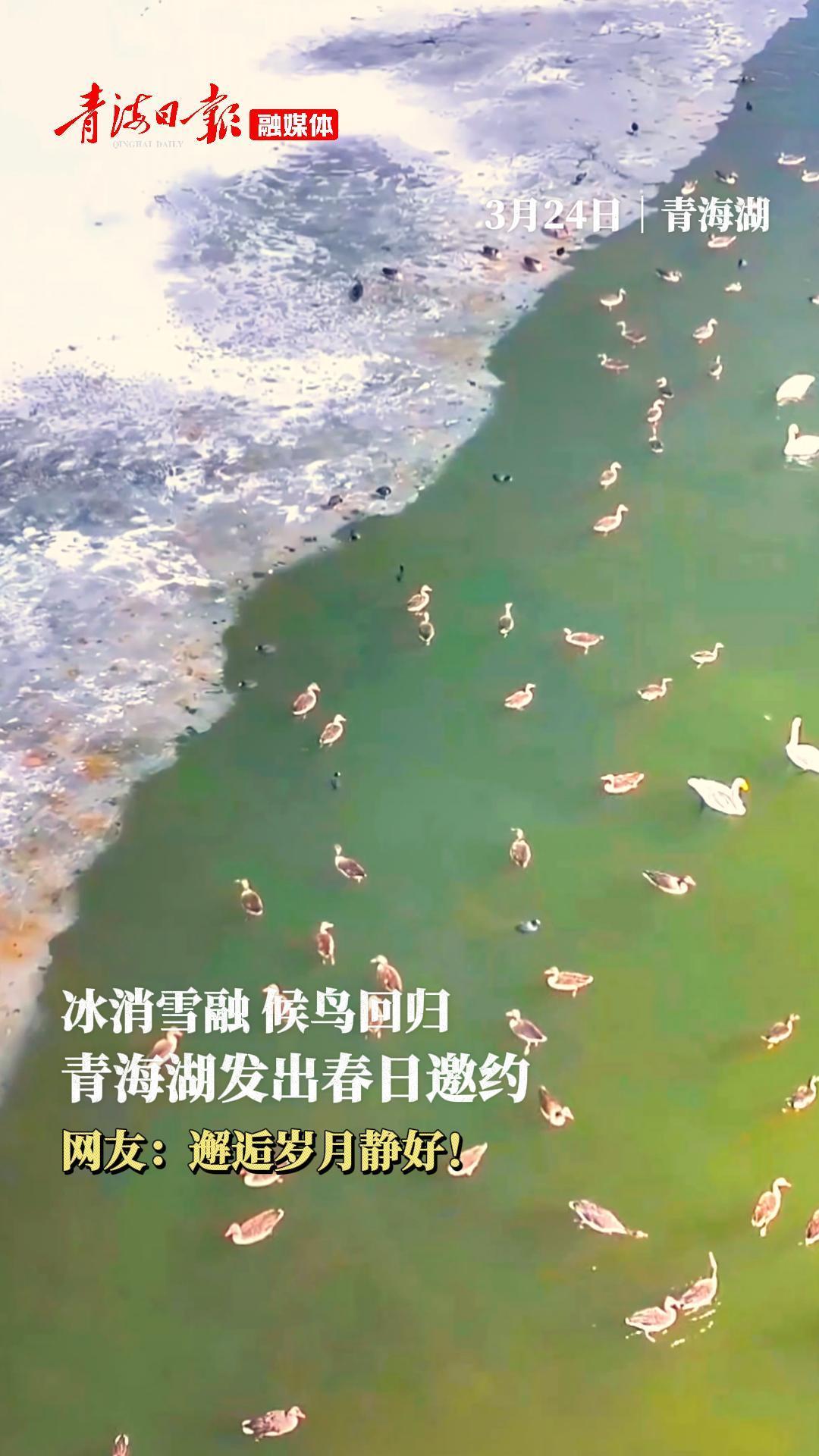 冰消雪融 候鸟回归 青海湖发出春日邀约