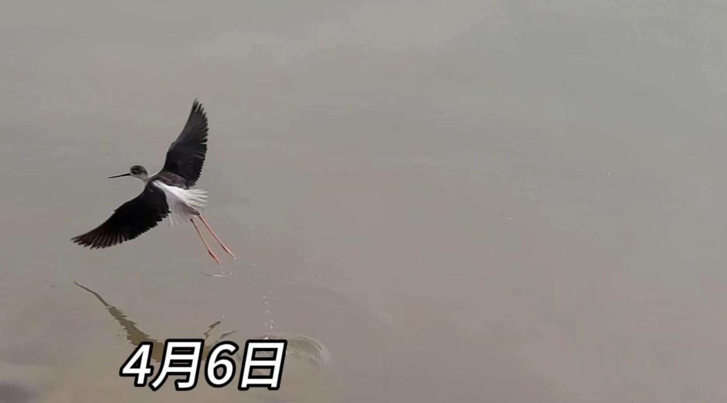 【网络中国节·清明】清明假期偶遇“长腿仙子”黑翅长脚鹬#生态保护#美丽家园