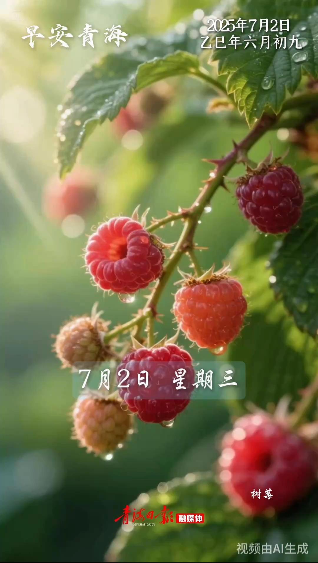 #早安青海 | 7月2日，星期三。树莓把红晕染在晨露上，风都带着不张扬的甜。