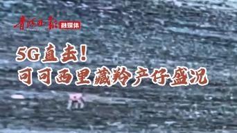 5G直击！可可西里藏羚产仔盛况