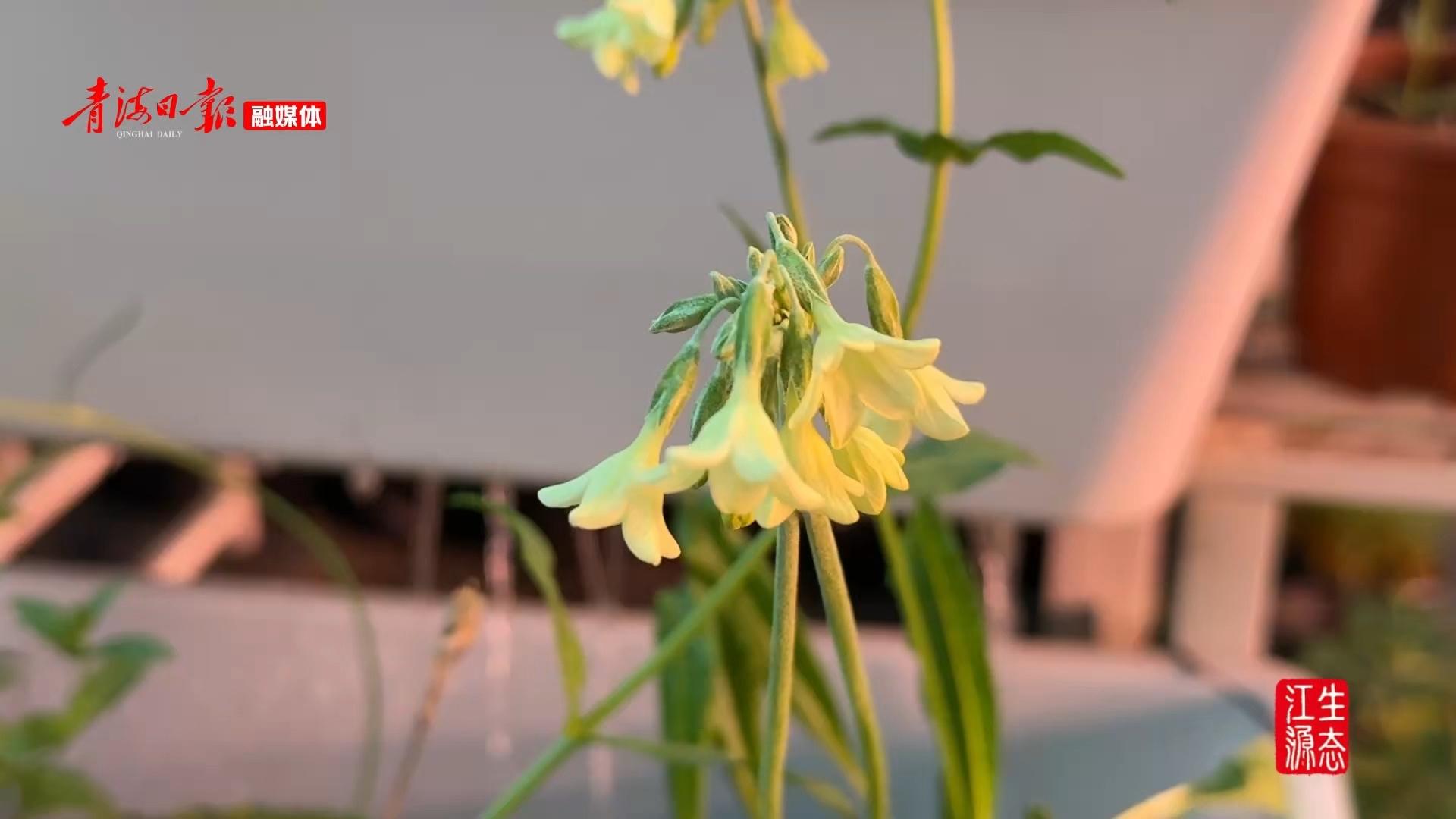 高原植物的“科普信使”：让雪线之花走进千万家