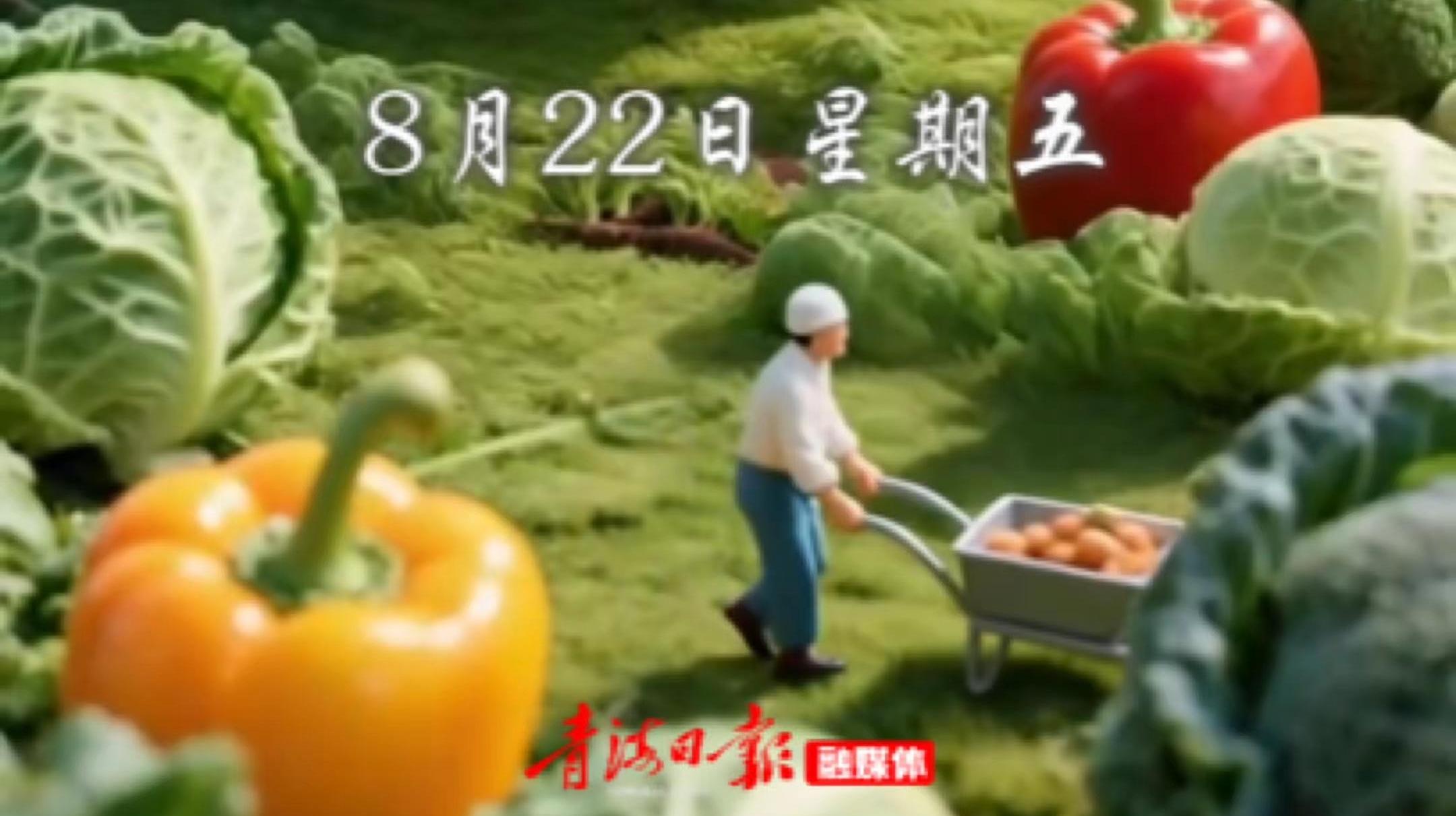 #早安青海 |8月22日，星期五。白菜顶着晨雾，彩椒裹着夜的清寒，今天的收获，定不负这早起的辛劳。