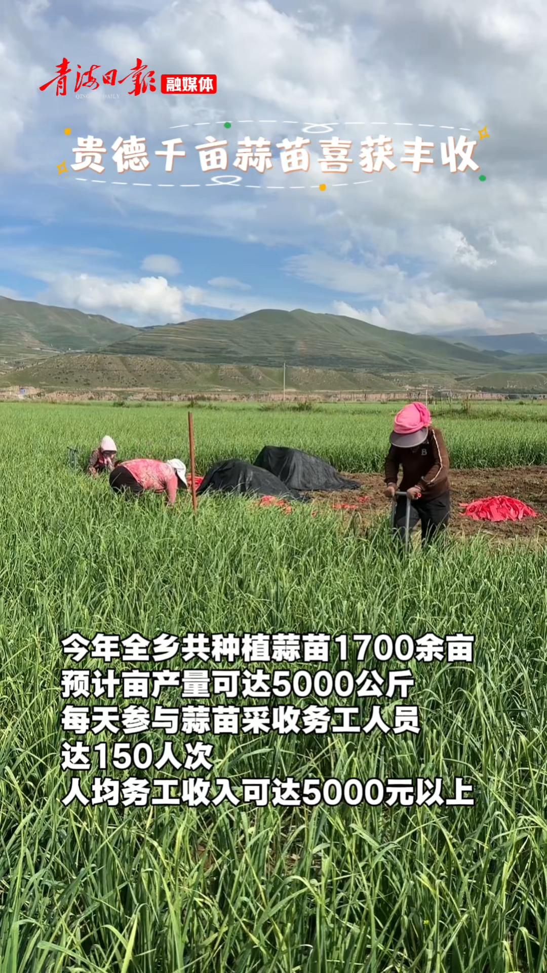 “香”飘万里！千亩蒜苗喜获丰收