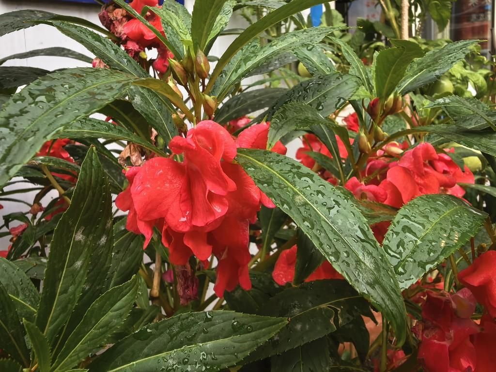网络中国节·七夕|青海七夕：秋景与民俗共绘的浪漫