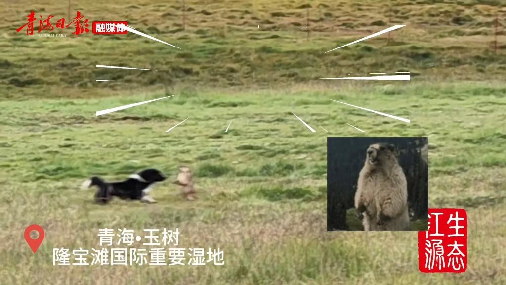 土拨鼠原来是这样叫的
