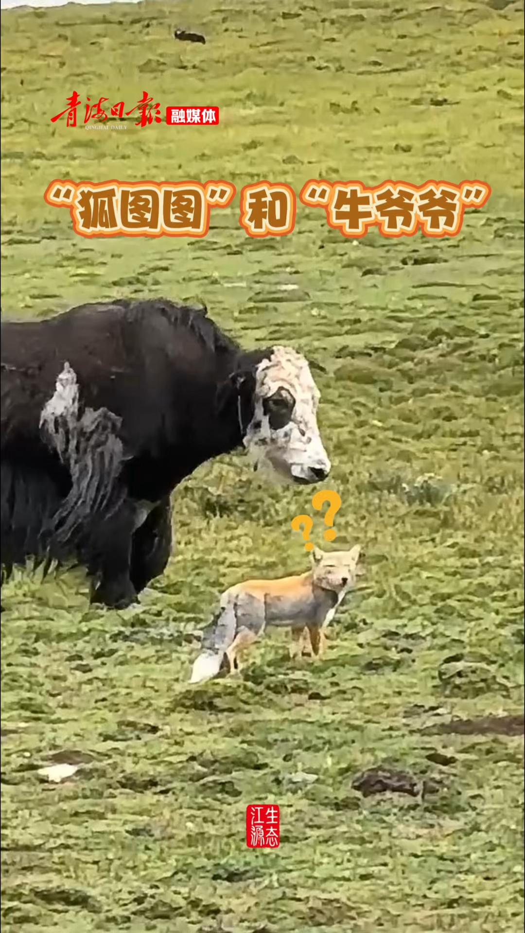 “狐图图”和“牛爷爷”