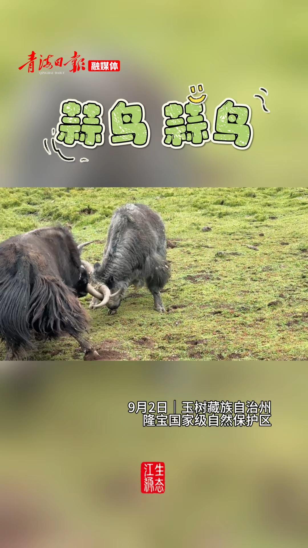 “蒜鸟、蒜鸟，都不容易”