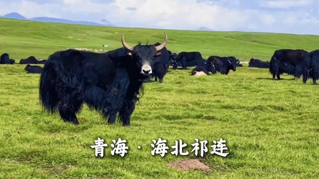 来天境祁连 把日子过成放牧般的悠闲