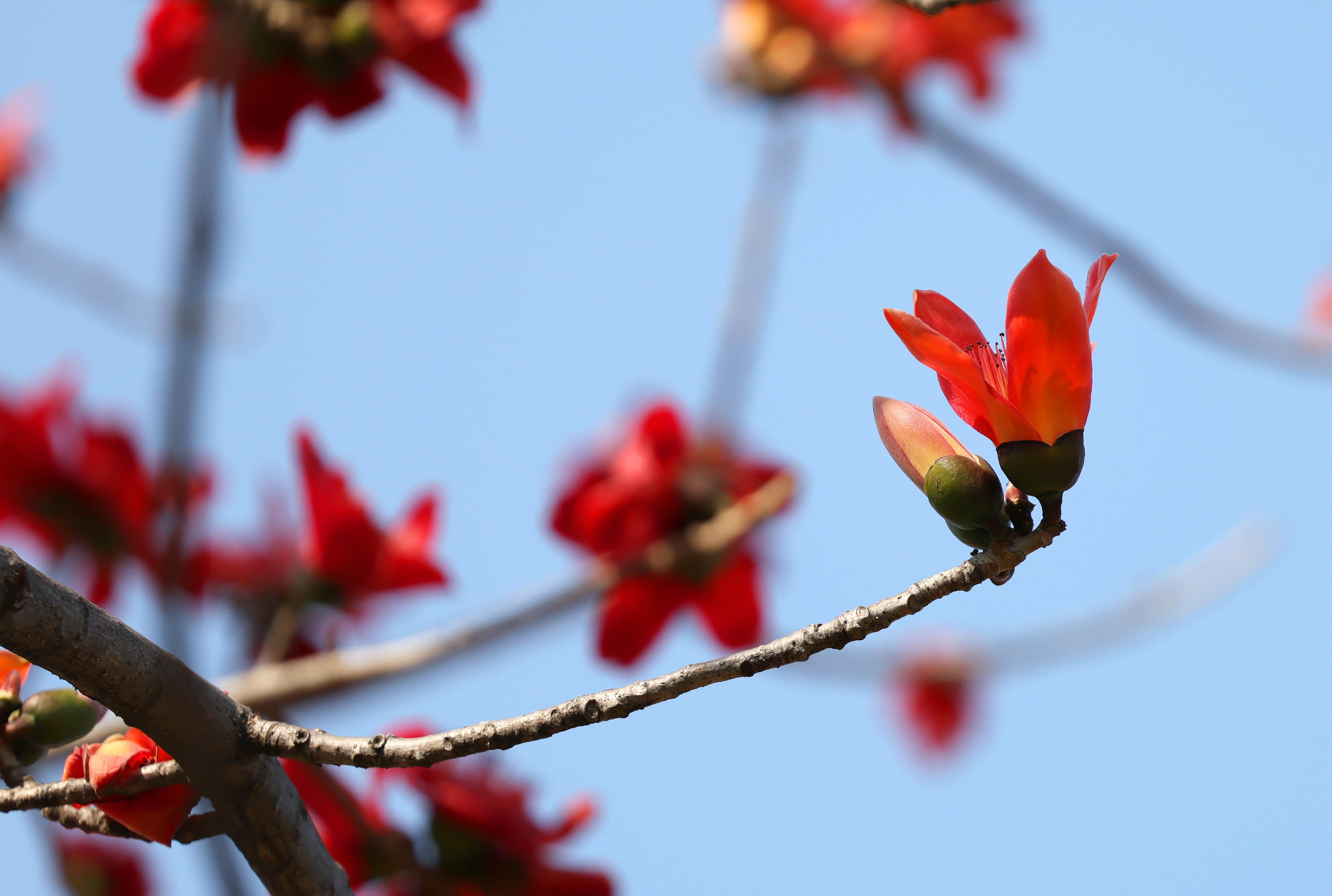 “声动”二十四节气｜春分：春色正中分，人间恰良辰
