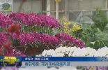 【新春走基层】春节将至 花卉市场逐渐升温