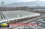 【新春走基层 关键之年看一线】黄河彩篮：工厂化的蔬菜产业