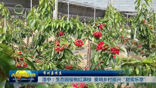【市州县传真】湟中：生态园樱桃红满枝 奏响乡村振兴“甜蜜乐章”