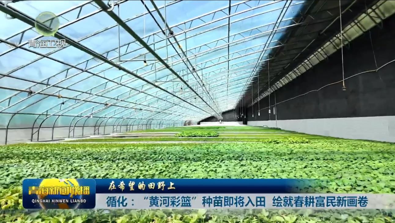 【在希望的田野上】循化：“黄河彩篮”种苗即将入田 绘就春耕富民新画卷