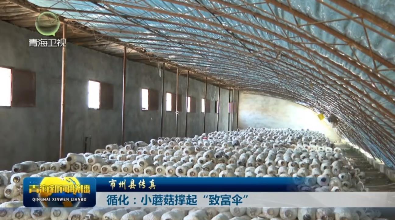 循化：小蘑菇撑起“致富伞”