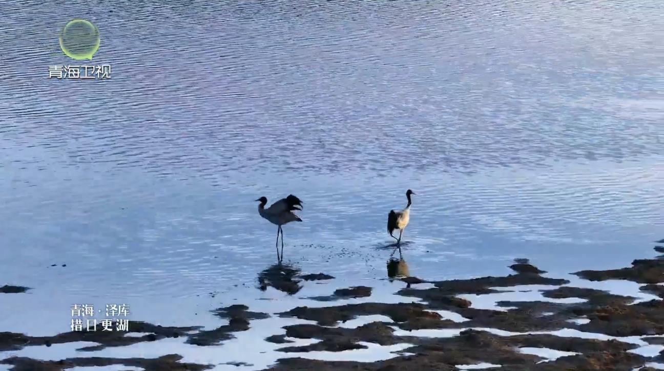【大美短视频·这就是青海】泽库：措日更湖候鸟至 生态美景入画来