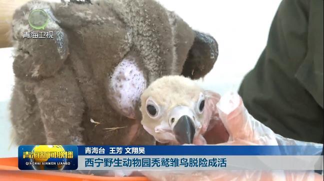 西宁野生动物园秃鹫雏鸟脱险成活