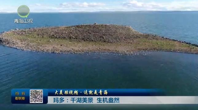 【大美短视频·这就是青海】玛多：千湖美景 生机盎然