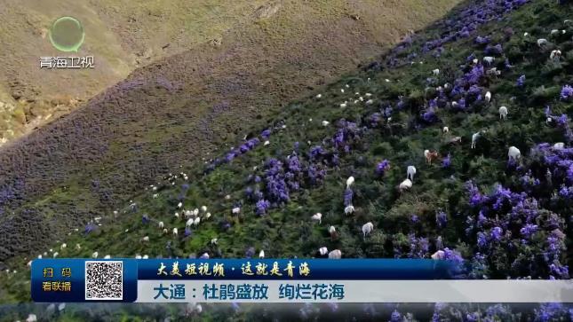 【大美短视频·这就是青海】大通：杜鹃盛放 绚烂花海
