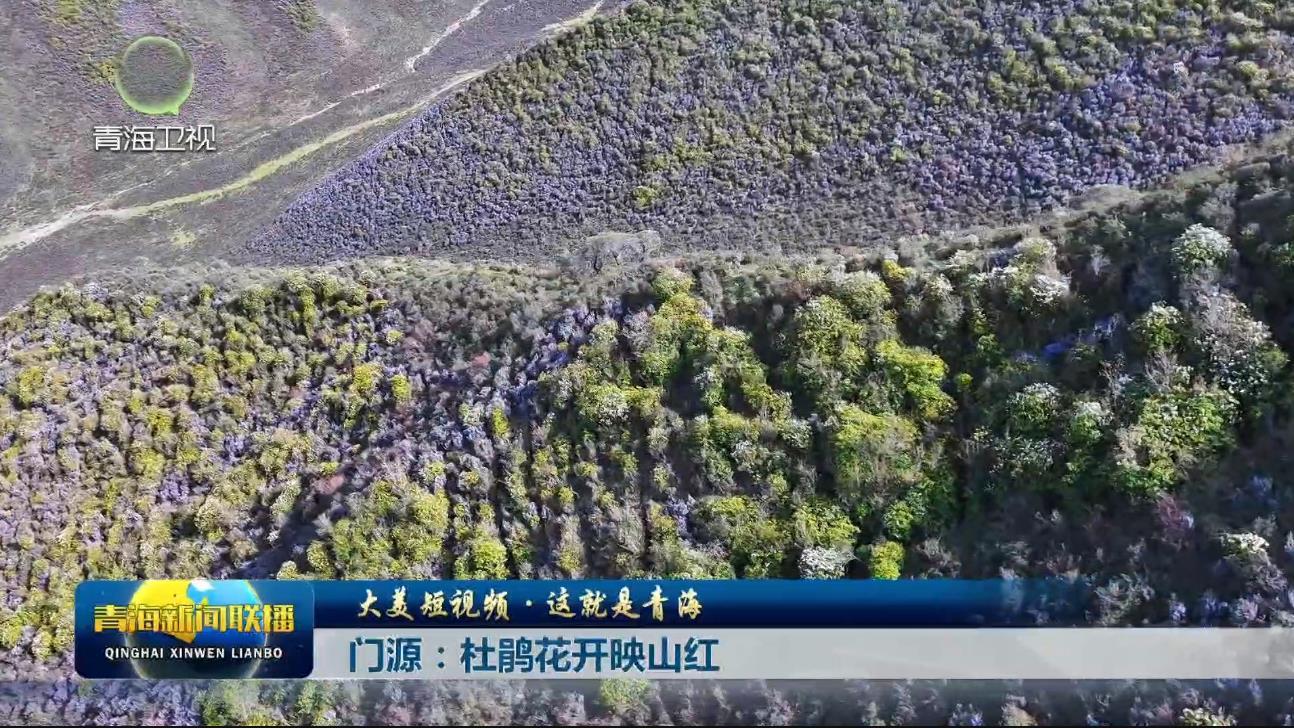 【大美短视频·这就是青海】门源：杜鹃花开映山红